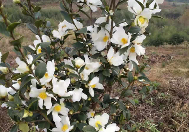 油茶實驗